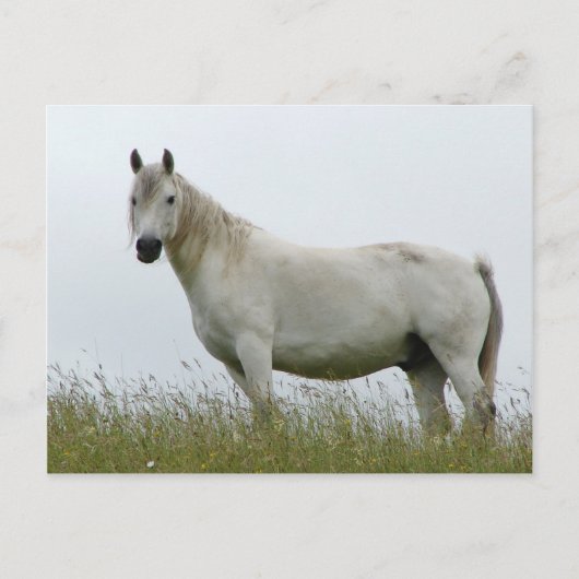 Carte Postale Cheval blanc (Devant)