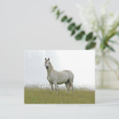 Carte Postale Cheval blanc (Debout devant)