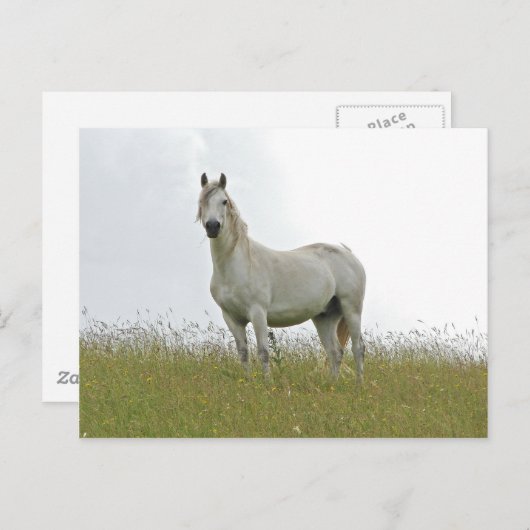 Carte Postale Cheval blanc (Devant / Derrière)
