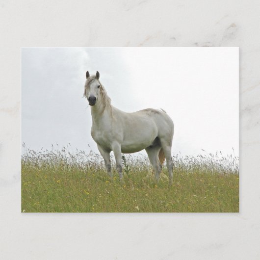 Carte Postale Cheval blanc (Devant)