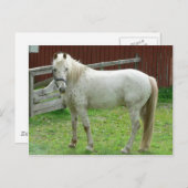 Carte Postale Cheval blanc (Devant / Derrière)