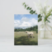 Carte Postale Cheval blanc au pâturage (Debout devant)