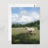 Carte Postale Cheval blanc au pâturage (Devant / Derrière)