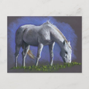 CARTE POSTALE CHEVAL BLANC : COULEUR RÉALISME PENCIL
