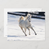 Carte Postale Cheval Blanc Courant Dans La Neige (Devant / Derrière)