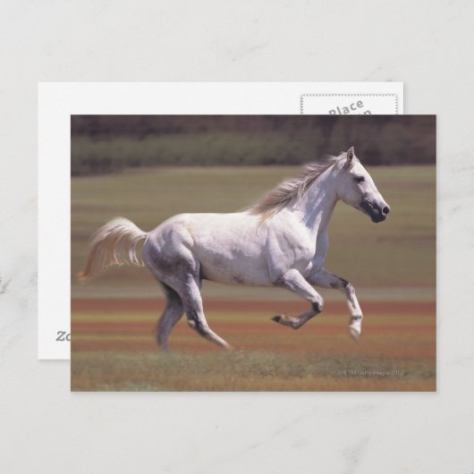 Carte Postale Cheval blanc courant dans le champ (Devant / Derrière)