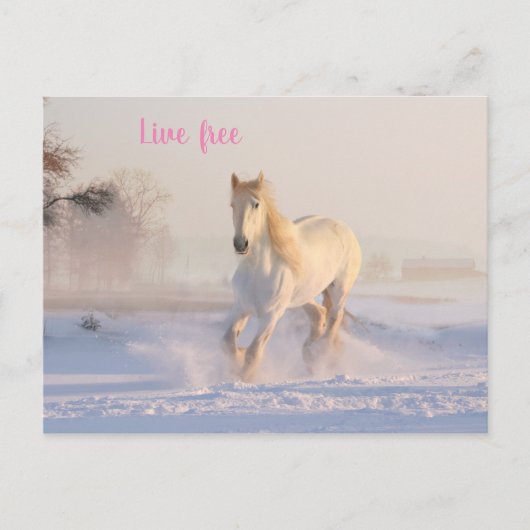 Carte Postale cheval blanc dans la neige (Devant)