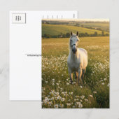 Carte postale Cheval Blanc dans Prairie de Fleurs (Devant / Derrière)