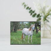 Carte Postale Cheval Blanc dans un Champ d'Herbe (Debout devant)