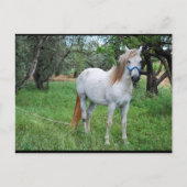 Carte Postale Cheval Blanc dans un Champ d'Herbe (Devant)