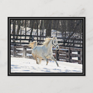 Carte Postale Cheval blanc galopant