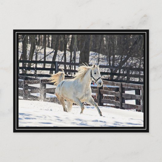 Carte Postale Cheval blanc galopant (Devant)