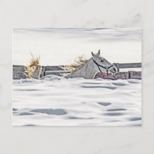 Carte Postale Cheval Blanc Galopant Dans La Neige