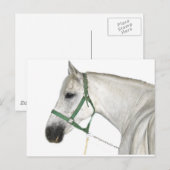 Carte Postale Cheval blanc Lipizzaner (Devant / Derrière)