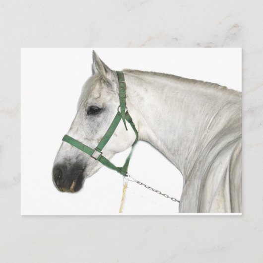 Carte Postale Cheval blanc Lipizzaner (Devant)