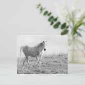 Carte Postale Cheval blanc monochrome (Debout devant)