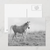 Carte Postale Cheval blanc monochrome (Devant / Derrière)