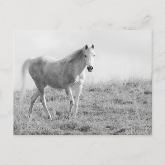 Carte Postale Cheval blanc monochrome (Devant)