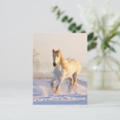 Carte Postale Cheval Blanc, Neige Blanche (Debout devant)