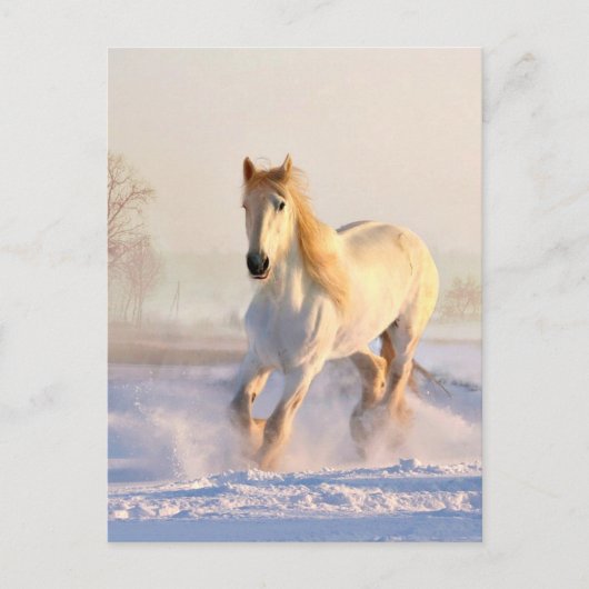 Carte Postale Cheval Blanc, Neige Blanche (Devant)