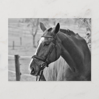 Carte Postale Cheval blanc noir