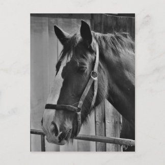 Carte Postale Cheval blanc noir - Art de la photographie animale