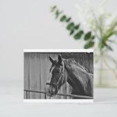 Carte Postale Cheval blanc noir - Art de la photographie animale (Debout devant)