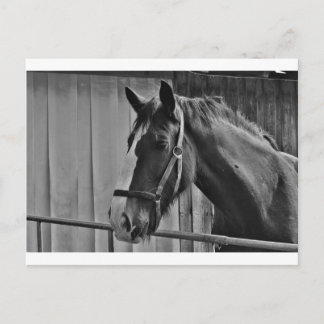 Carte Postale Cheval blanc noir - Art de la photographie animale