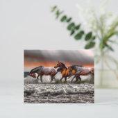 Carte Postale Cheval Blanc Noir Image Monochrome (Debout devant)