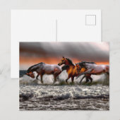Carte Postale Cheval Blanc Noir Image Monochrome (Devant / Derrière)
