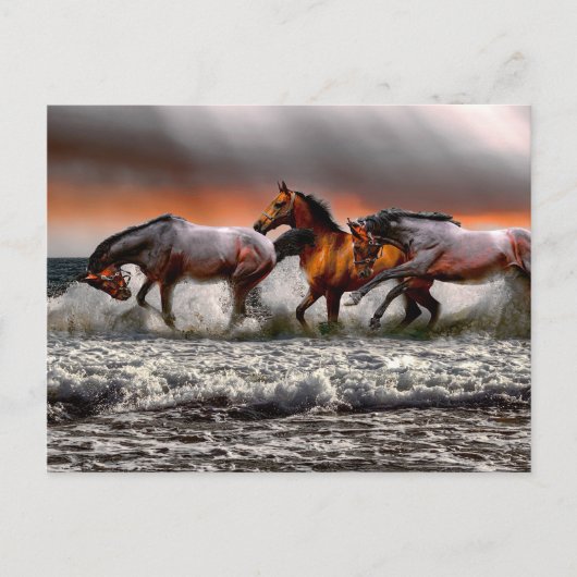 Carte Postale Cheval Blanc Noir Image Monochrome (Devant)