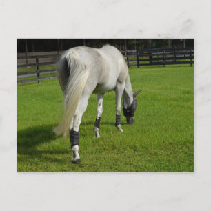 Carte Postale cheval blanc pâturant tête en bas dans l'herbe