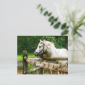 Carte Postale Cheval Blanc regardant (Debout devant)