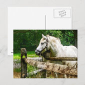 Carte Postale Cheval Blanc regardant (Devant / Derrière)