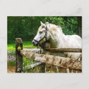 Carte Postale Cheval Blanc regardant