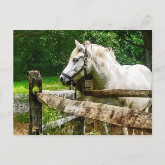 Carte Postale Cheval Blanc regardant (Devant)