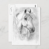 Carte Postale Cheval blanc tête (Devant / Derrière)