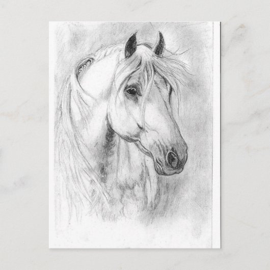 Carte Postale Cheval blanc tête (Devant)