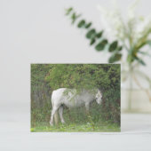 Carte postale Cheval blanc timide (Debout devant)