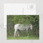 Carte postale Cheval blanc timide (Devant / Derrière)