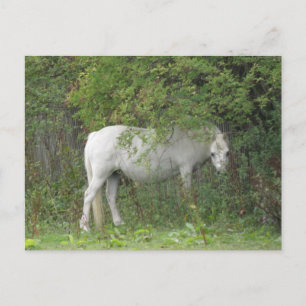 Carte postale Cheval blanc timide