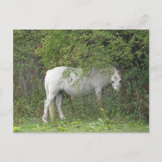 Carte postale Cheval blanc timide (Devant)
