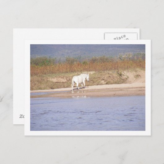 Carte Postale cheval blanc traversant la rivière (Devant / Derrière)