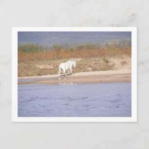 Carte Postale cheval blanc traversant la rivière