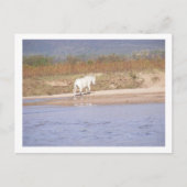 Carte Postale cheval blanc traversant la rivière (Devant)