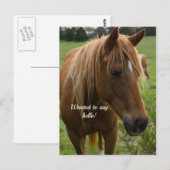 Carte postale Cheval Bonjour (Devant / Derrière)