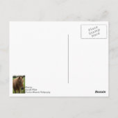 Carte postale Cheval Bonjour (Dos)