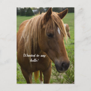 Carte postale Cheval Bonjour