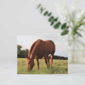 Carte postale Cheval Brown (Debout devant)