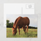 Carte postale Cheval Brown (Devant / Derrière)